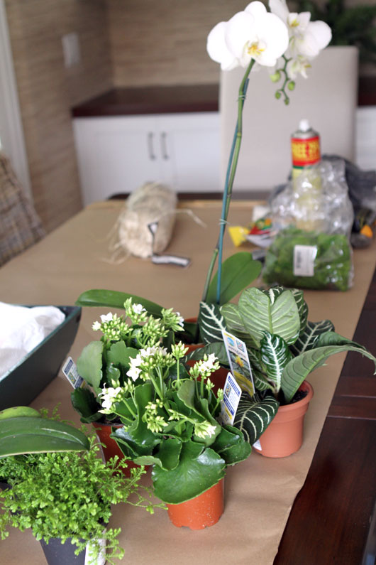 materials DIY orchid centerpiece